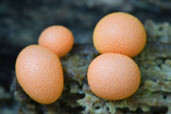 Blutmilchpilz