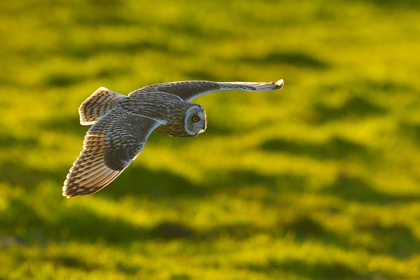 Sumpfohreule im Flug