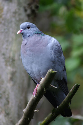 Hohltaube