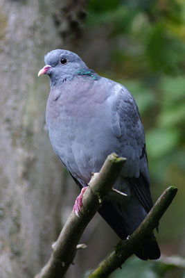Hohltaube