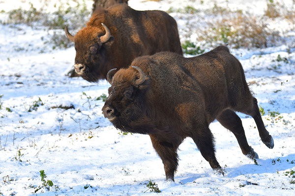 Wisent