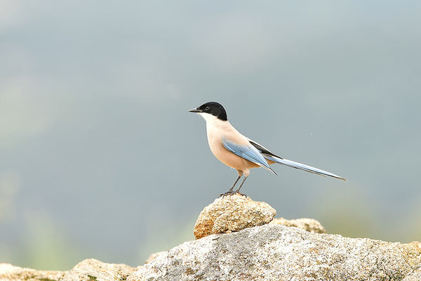 Blauelster
