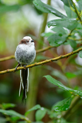 Schwanzmeise Jungvogel