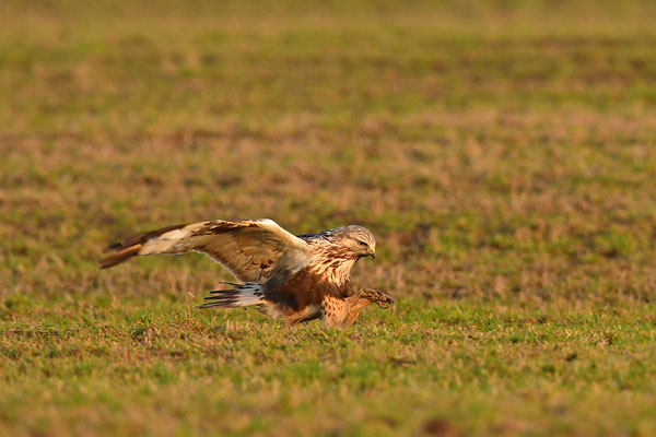 Rauhfußbussard