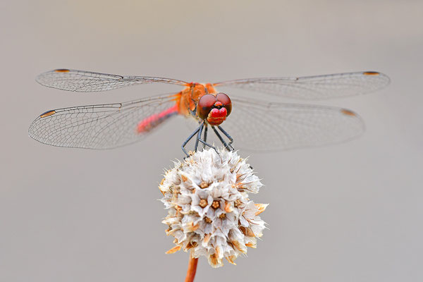 Blutrote Heidelibelle