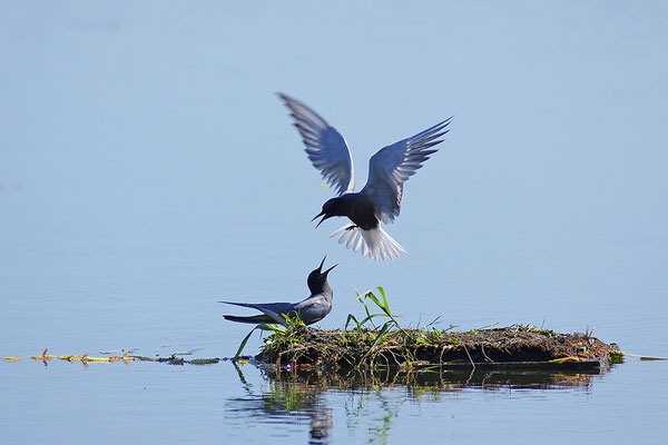 Trauerseeschwalbe Paar