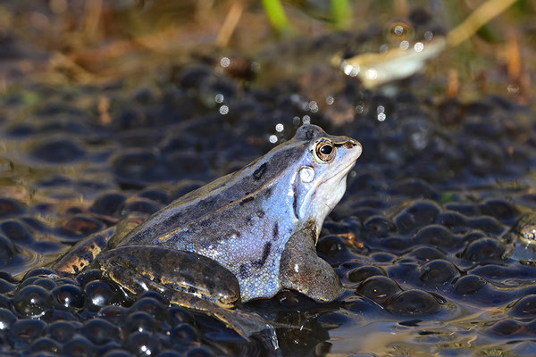 Moorfrosch