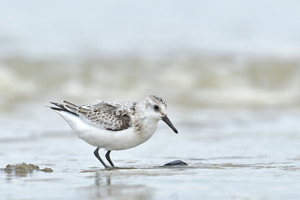 Sanderling
