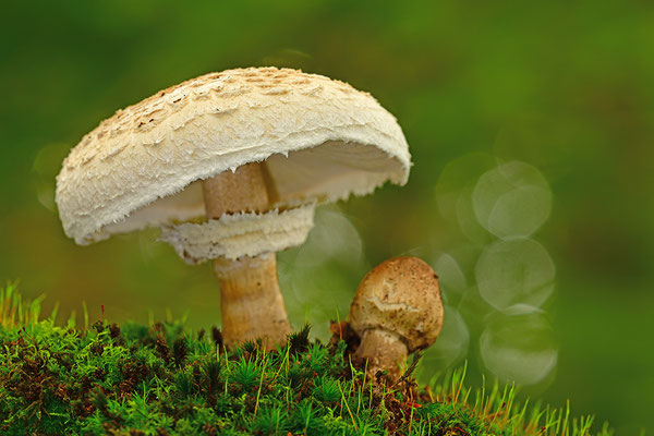 Parasol