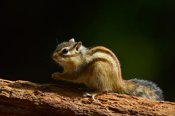Sibirisches Streifenhörnchen