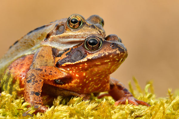 Grasfrosch Paar Kopfportrait