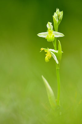 Gelbe Bienenragwurz flavescens