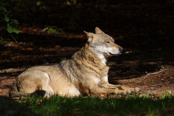 Wolf, Nationalpark Bayrischer Wald Tierfreigelände Neuschönau