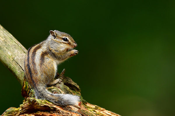 Sibirisches Streifenhörnchen