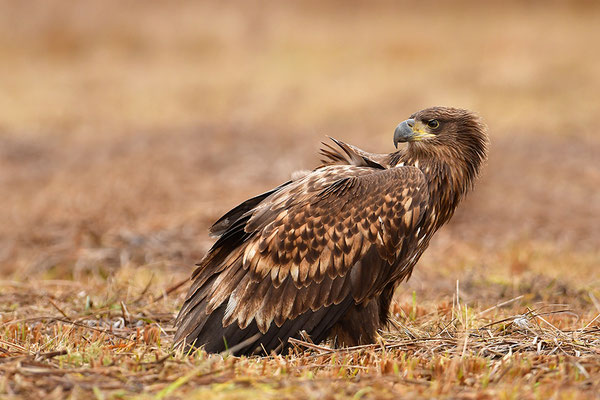 Seeadler