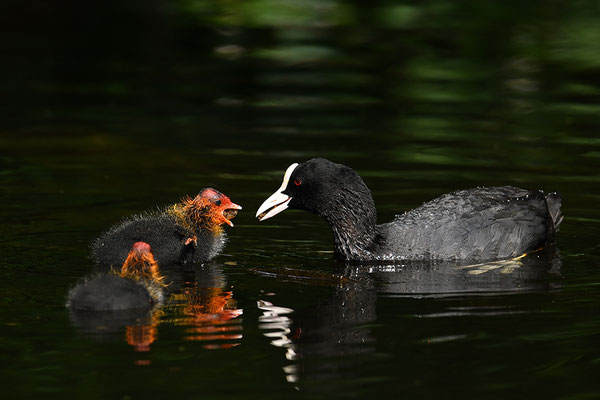 Blässralle Jungvögel bei der Fütterung