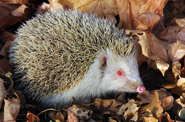 Igel Albino