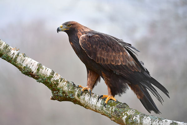 Steinadler