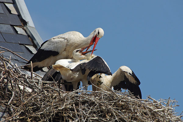 Weißstorch mit Jungvögeln am Nest