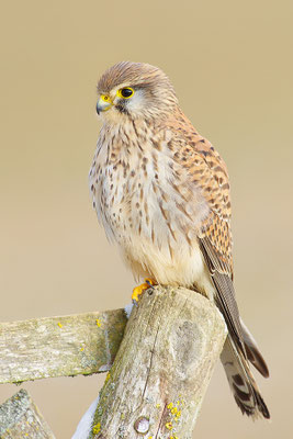 Turmfalke