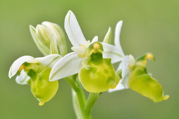 Gelbe Hummelragwurz flavescens