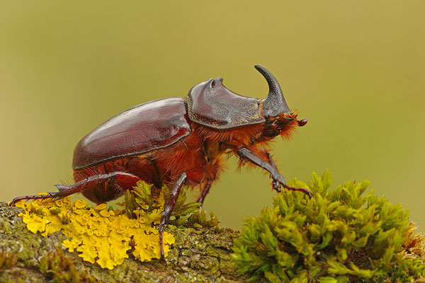Nashornkäfer Männchen
