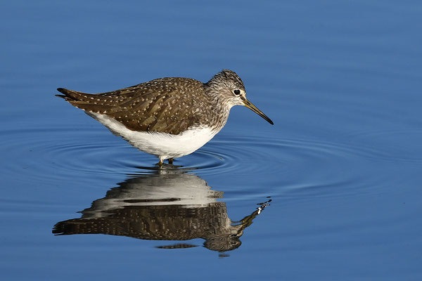 Waldwasserläufer