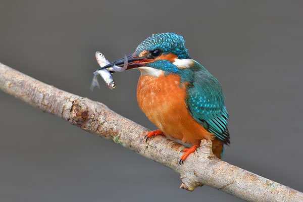 Eisvogel