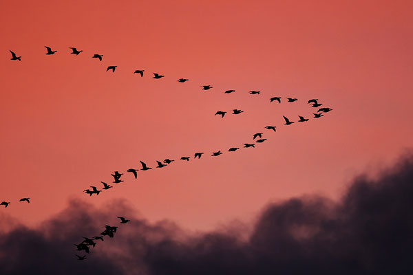 Wilgänse im Abendlicht