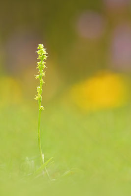 Honigorchis