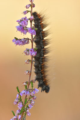 Brombeerspinner Raupe