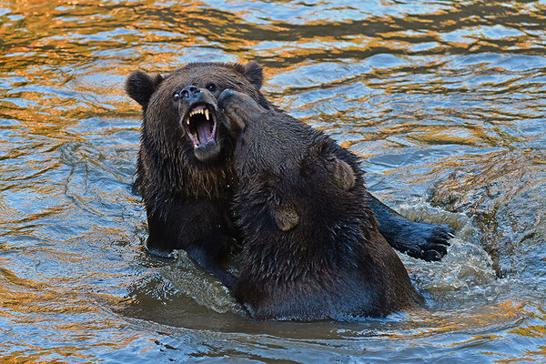 Braunbären im Wasser, Nationalpark Bayrischer Wald Tierfreigelände Neuschönau