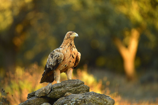 Kaiseradler Jungvogel
