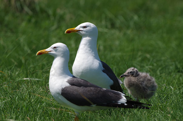 Heringsmöwe Paar mit Jungvogel