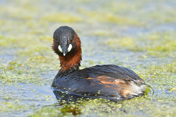 Zwergtaucher