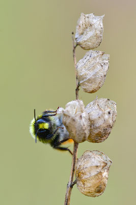 Wiesenhummel