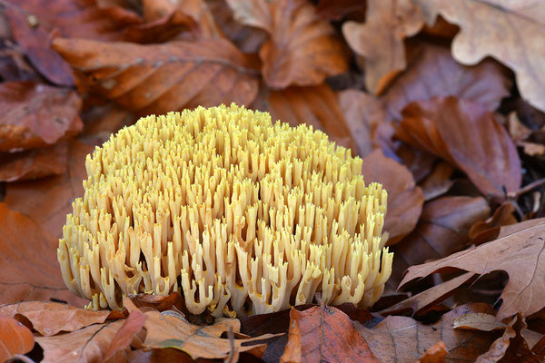 Korallenpilz