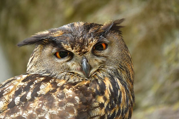 Uhu Kopfportrait