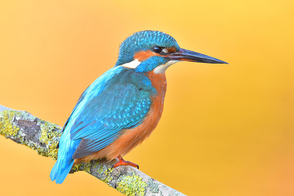 Eisvogel