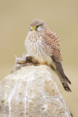 Turmfalke mit Beute