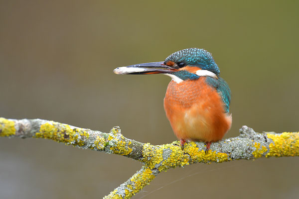 Eisvogel