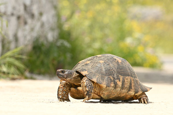 Breitrandschildkröte