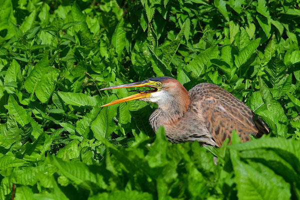 Purpurreiher Jungvogel