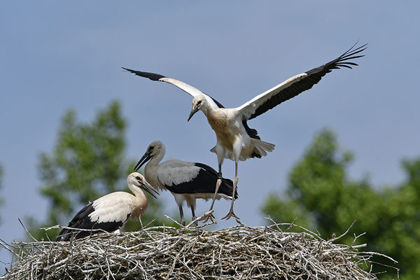 Weißstorch Jungvögel am Nest