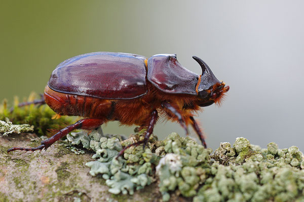 Nashornkäfer Männchen