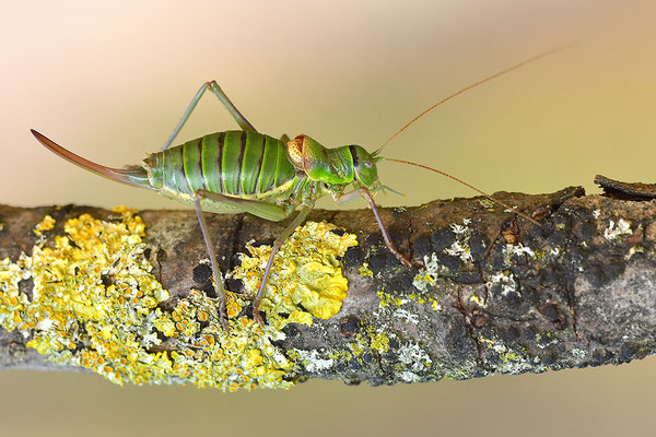 Westliche Sattelschrecke Weibchen