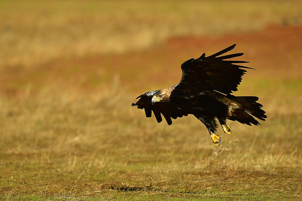 Kaiseradler