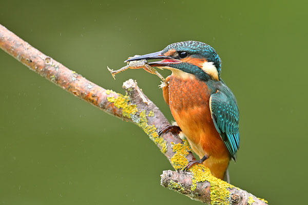 Eisvogel mit Beute