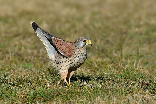 Turmfalke