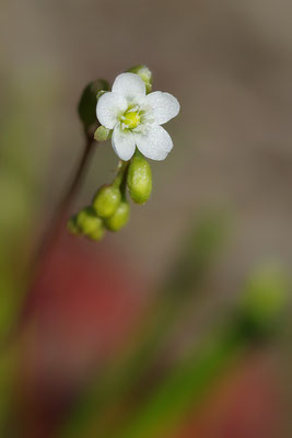 Mittlerer Sonnentau Blüte